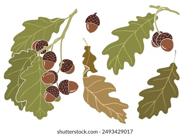 Oak. Set of acorns and oak leaves. Vector illustration.