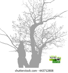 oak silhouette. Vector