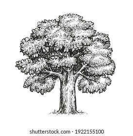 Oak Sketch. Isolated Vintage Vector Tree On White Background