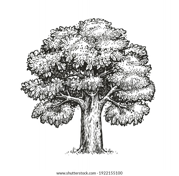 Oak Sketch Isolated Vintage Vector Tree Stock Vector (Royalty Free ...