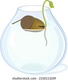 Oak sprout growing from acorn with green leaves and root system in glass vase with water isolated on white background