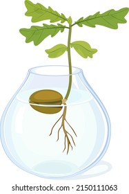 Oak sprout growing from acorn with green leaves and root system in glass vase with water isolated on white background