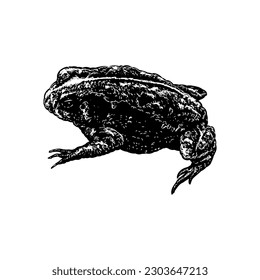 oak toad hand drawing vector isolated on white background.