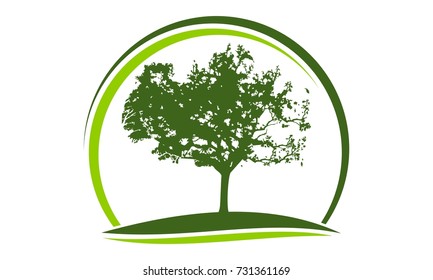 Oak Tree