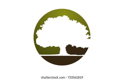 Oak Tree