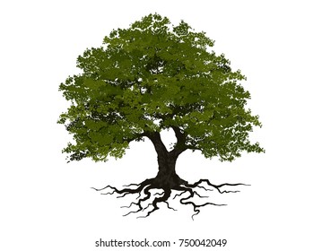 Oak Tree