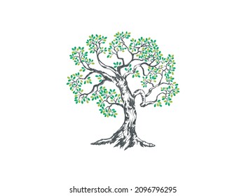 oak tree abstract vector image. great oak hand drawn, isolated on white