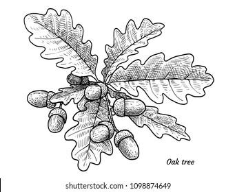 Oak tree with acorns illustration, drawing, engraving, ink, line art, vector