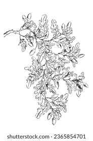 Oak tree branch with acorns isolated on white, sketched in ink