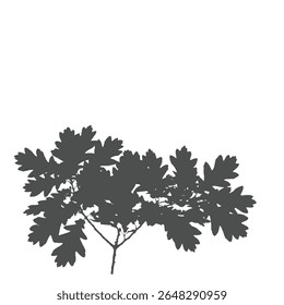 Oak Tree Branch with Fresh, Distinctive Green Leaves Isolated on White