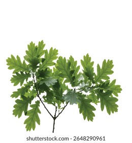 Oak Tree Branch with Fresh Green Leaves Isolated on Pure White Background