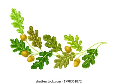 Oak Tree Branch with Green Leaves and Acorns Vector Illustration