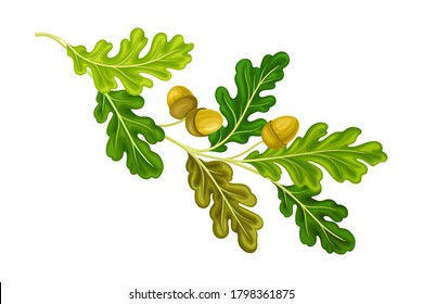 Oak Tree Branch with Green Leaves and Acorns Vector Illustration