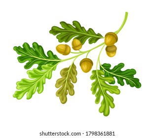 Oak Tree Branch with Green Leaves and Acorns Vector Illustration