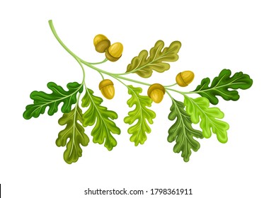 Oak Tree Branch with Green Leaves and Acorns Vector Illustration