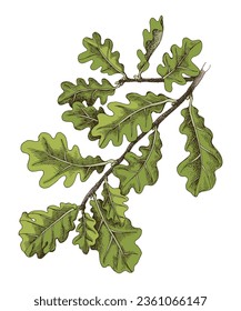 oak tree branch with green leaves