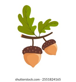 Oak Tree Branch with Green Leaves and Acorns Vector Illustration