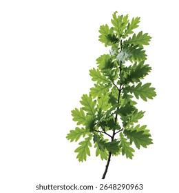 Oak Tree Branch with Green Leaves Isolated on White Background for Design
