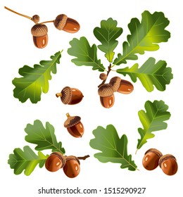 Oak tree branches, green oak leaves, acorns, oak leaves. Vector illustration. Set of isolated images.