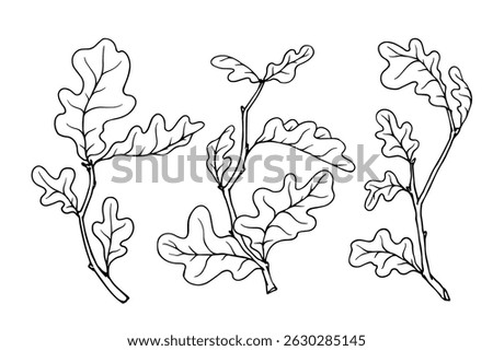 Oak tree branches sketch set. Vector graphics.