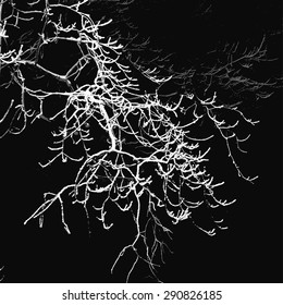 Oak tree branches winter night silhouette, vector
