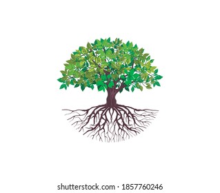 oak tree collection vector isolated on white