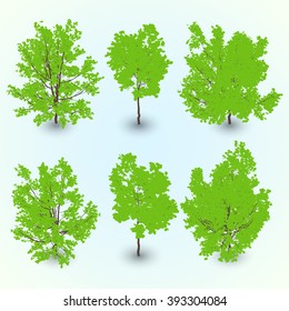 Oak tree. Color planting of greenery for the isometric world design exterior. Set of Quercus robur concordia tree