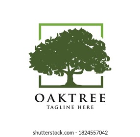 logotipo de diseño de árbol de roble