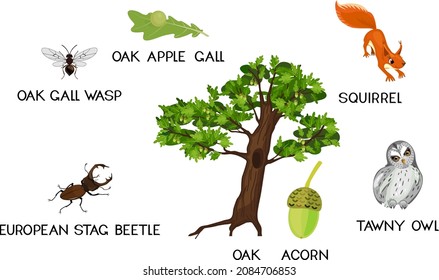 Oak tree ecosystem. Animals and insects associated with oak isolated on white background