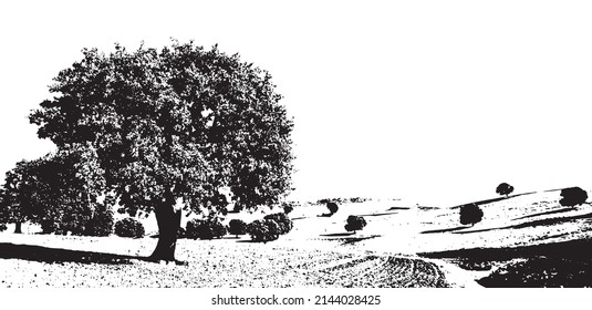 oak tree in the field