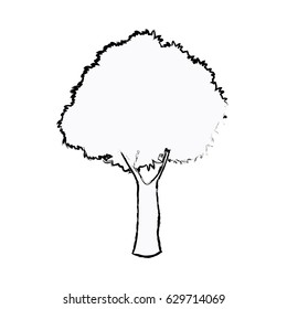 oak tree foliage ecosystem plant sketch