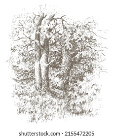 Oak tree Grove vector traced sketch. Vintage ink and pen brown drawing on a white background