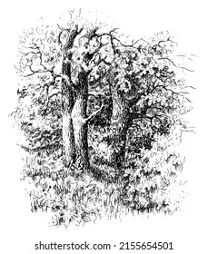 Oak tree Grove vector traced sketch. Vintage ink and pen black drawing on a white background