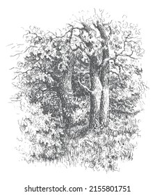 Oak tree Grove vector traced sketch. Vintage ink and pen black drawing on a white background