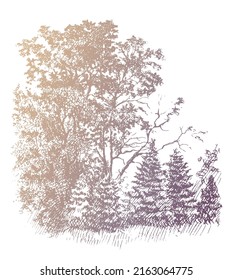 Oak tree Grove and young fir tree. Vintage ink and pen sketch gold colored drawing, vector trace