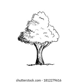oak tree hand drawn sketch style isolated on white background vector illustration eps 10 for design element nature decoration 