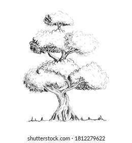 oak tree hand drawn sketch style isolated on white background vector illustration eps 10 for design element nature decoration 