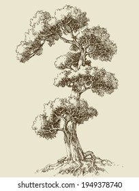 Oak tree hand drawn vector illustration