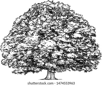 Oak tree illustration, drawing, engraving, ink, line art, vector