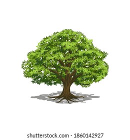 Oak tree illustration, Isolated vector tree on white background.