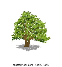 Oak tree illustration, Isolated vector tree on white background