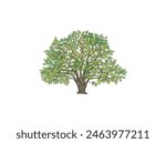 oak tree illustrations isolated on white background