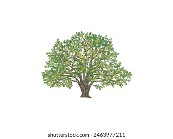 oak tree illustrations isolated on white background