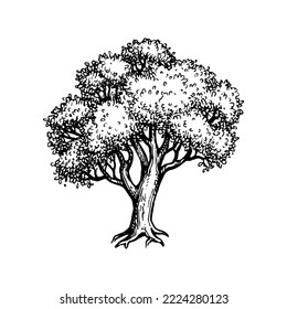 Oak tree ink sketch. Hand drawn vintage style illustration isolated on white background.