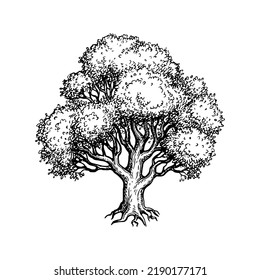 Oak tree. Ink sketch isolated on white background. Hand drawn vector illustration. Vintage style stroke drawing.