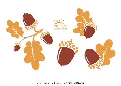 Oak tree. Isolated oak branch with acorns and leaves on white background. Vector illustration EPS10