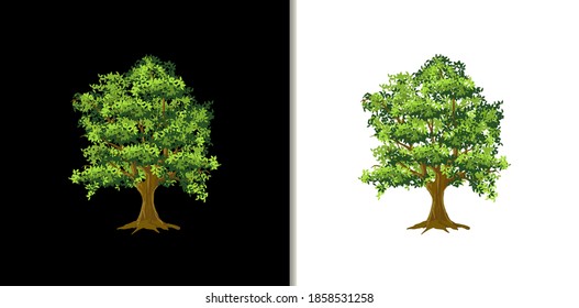 oak tree isolated on white and black background
