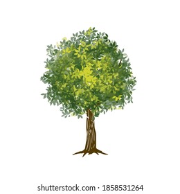 oak tree isolated on white  background