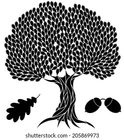 Oak tree. Isolated tree on white background