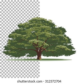 Oak tree. Isolated vector tree on white background.